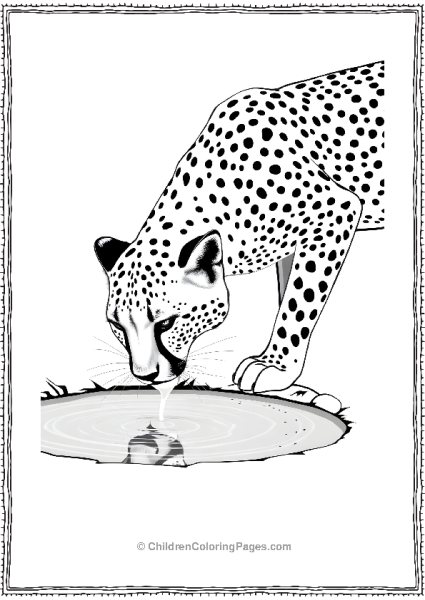 Cheetah Drinking Water Scaled Free PDF Printable