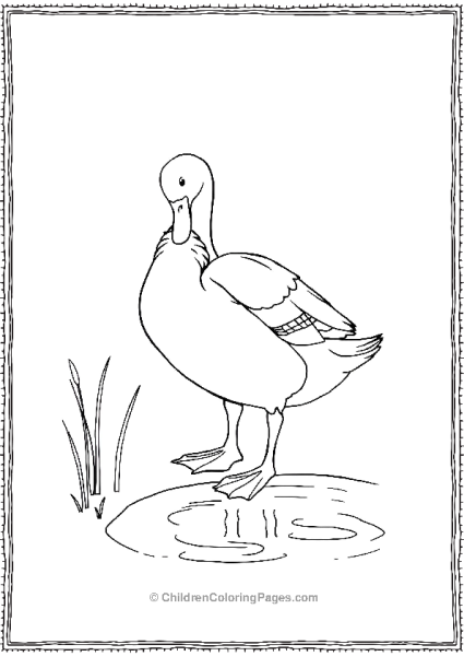 Duck Grooming Its Feathers Free PDF Printable