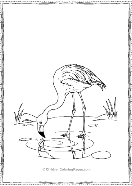 Flamingo Taking A Drink From Stream  Free PDF Printable