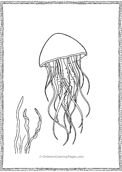 Jellyfish With Long Tentacles Free PDF Printable