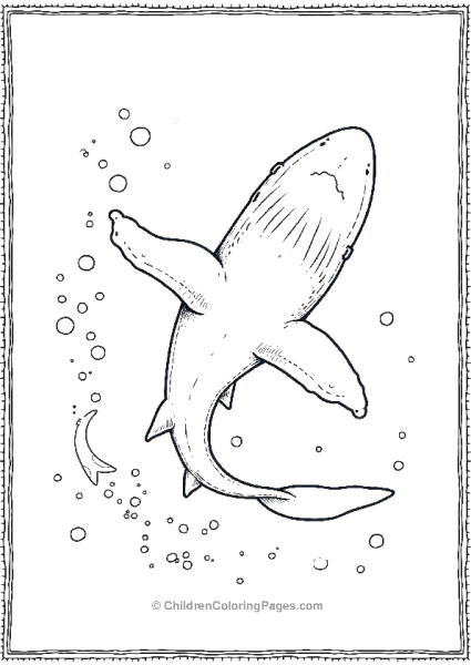 Whale Shark From Above Free PDF Printable